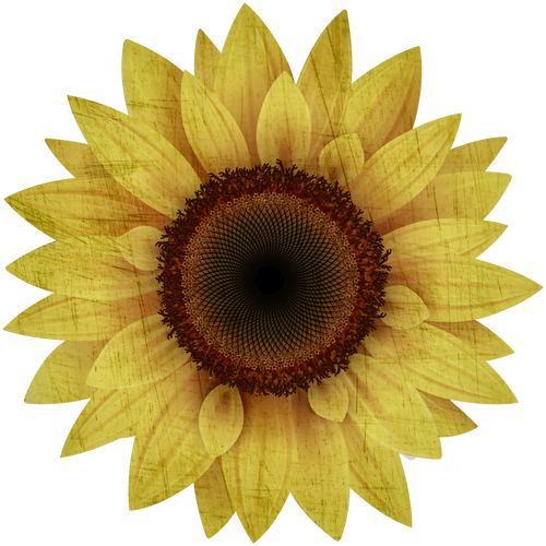 Vintage sunflower png download