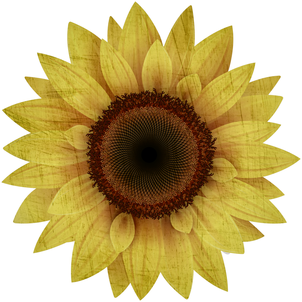 Vintage sunflower png download